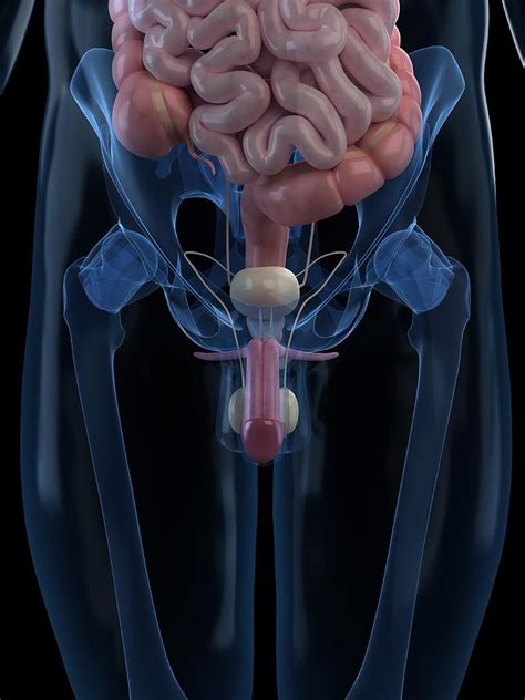 Male Reproductive System, Artwork #2 by Sciepro