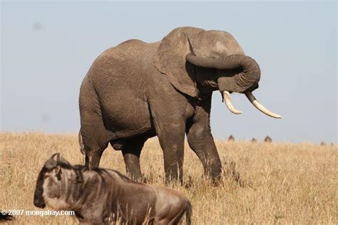 President of Chad sends troops after elephant poachers