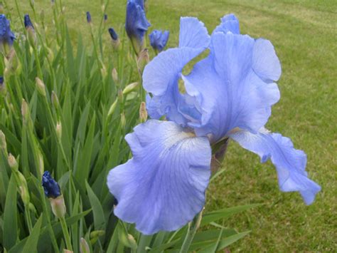 Light Blue Iris Free Stock Photo - Public Domain Pictures