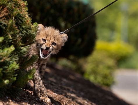 Robin Loznak Photography: Cheetah cubs on the prowl