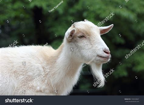 Closeup Portrait Of A White, Domesticated Billy Goat With Beard. Stock ...