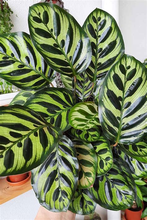 How to Grow and Care for Calathea Peacock Plants | Gardener’s Path