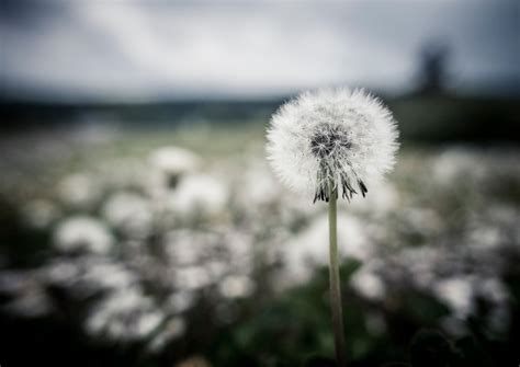 Dreams of Spring - ViewBug.com