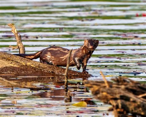 Weasel Photo and Image. Standing on a Log on Blur Water with Water Lily in Its Environment and ...