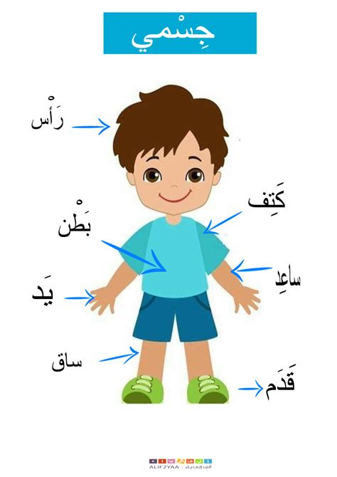 My Body Boy Chart PDF/ جسمي | Preschool activities, Teaching kids