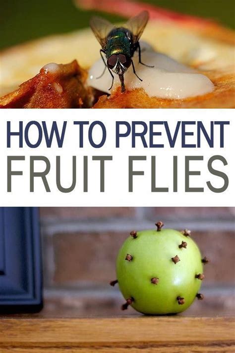 How to Prevent Fruit Flies - 101 Days of Organization | Get Rid of ...