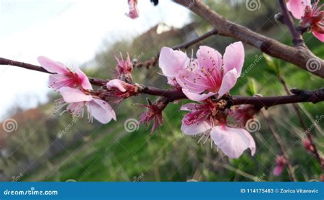 Peach tree flowers stock image. Image of tree, rose - 114175483