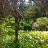 Wahiawa Botanical Garden - 409 Photos & 62 Reviews - Botanical Gardens ...