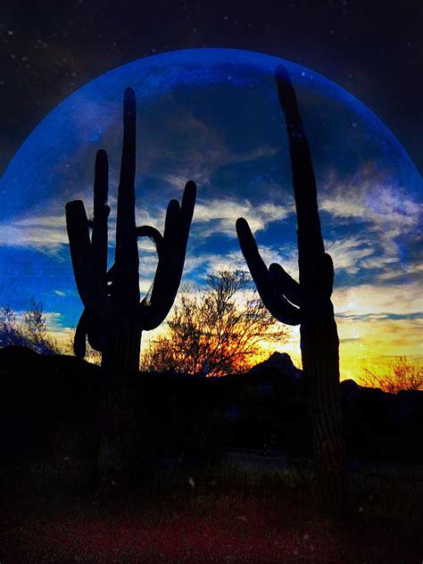 Sonoran Desert Night Photograph by Anne Sands