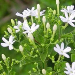 Mullai- jasminum auriculatum. The one i love the most of all t mullai varieties. Intoxicating ...