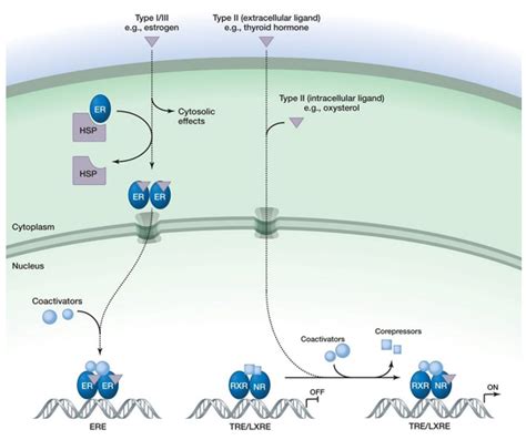 Nuclear Signaling Proteins - Creative Biomart