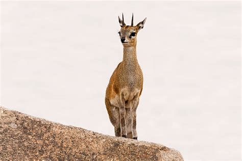 810+ Klipspringer Photos Stock Photos, Pictures & Royalty-Free Images - iStock