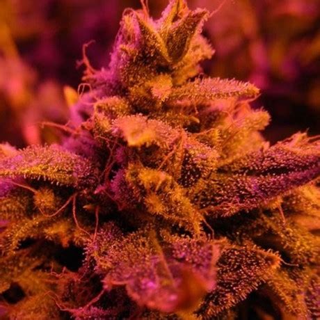 Master Kush Strain - Growing Tips and Medical Effects | Marijuana Guides