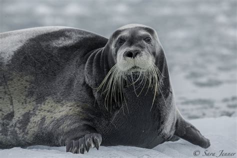 Bearded Seal | Facts, pictures & more about Bearded Seal