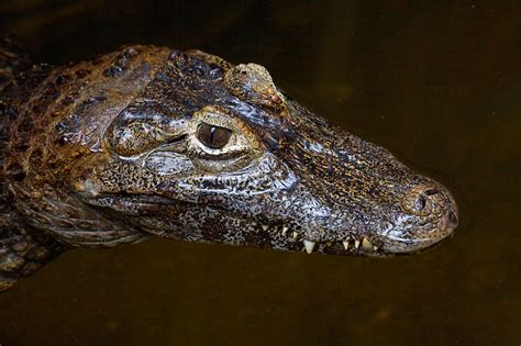 Yacare Caiman - Connecticut's Beardsley Zoo