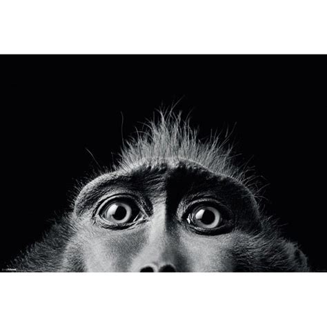 Тим Флеч - Monkey Eyes