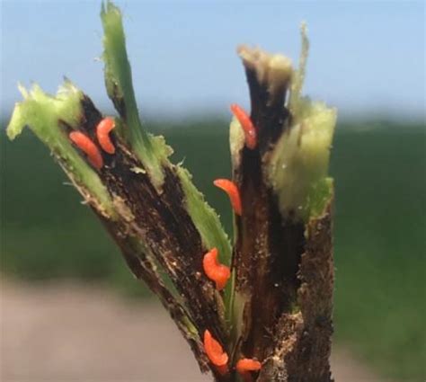 Soybean Gall Midge | CropWatch