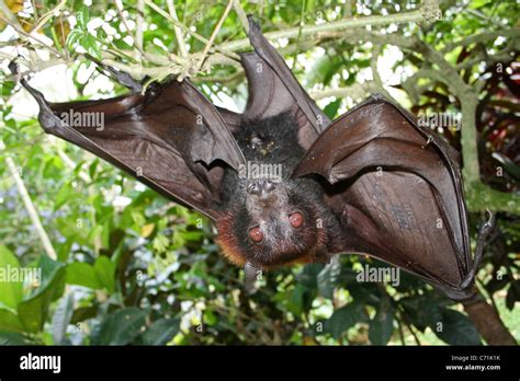 Large Flying Fox Pteropus vampyrus Stock Photo - Alamy