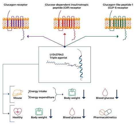 How Retatrutide Works?