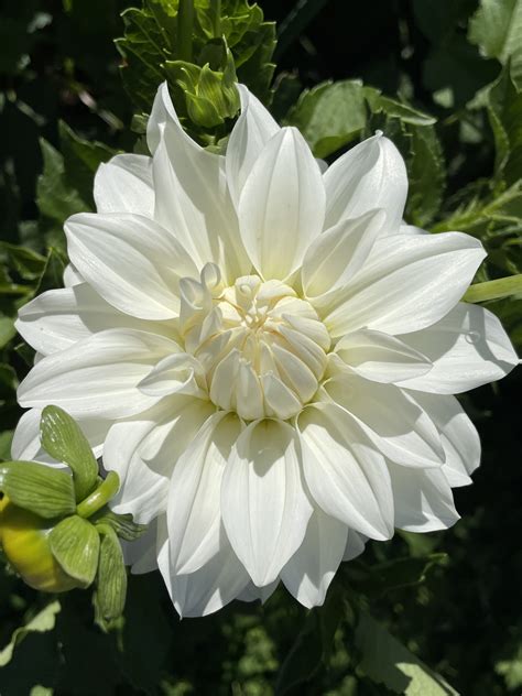 Lady Liberty Dahlias - Wild Horse Gardens, LLC