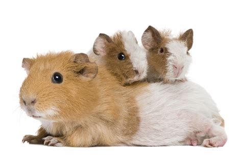 Baby guinea pig care | The Guinea Pig Manual