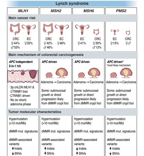 Lynch Syndrome: A Single Hereditary Cancer Syndrome or Multiple ...