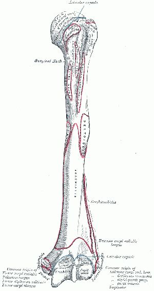 Humerus - Physiopedia