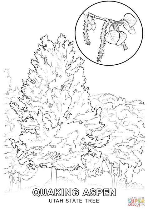 Utah State Tree coloring page | Free Printable Coloring Pages