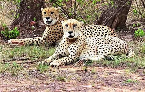 Project Cheetah: India's reintroduction project on course despite challenges, says Cheetah ...