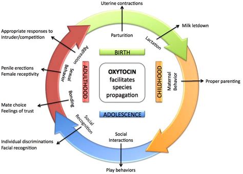 Image result for oxytocin | Oxytocin, Social interaction, Neurotransmitters