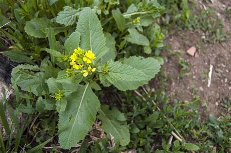 Getting Rid Of Wild Mustard: Learn How To Kill Wild Mustard In The Garden