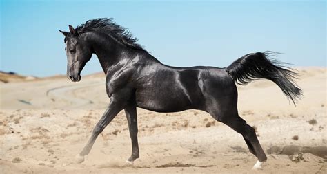 13 Arabian Horse Facts You Probably Didn't Know