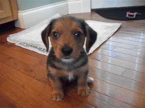 Beagle Yorkie Mix Puppies For Sale | PETSIDI