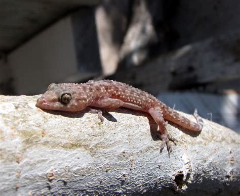 File:Mediterranean house gecko.JPG - Wikimedia Commons