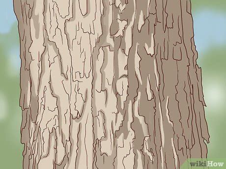 3 Ways to Identify Sugar Maple Trees - wikiHow