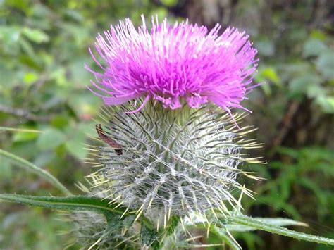 Flower of Scotland © Steve Denoon cc-by-sa/2.0 :: Geograph Britain and Ireland