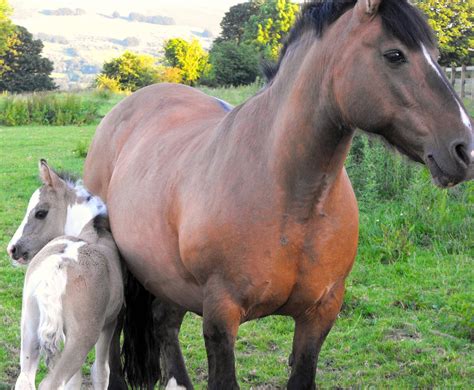 Momma and baby | Stunning new foal and mum, Pepper | Nattie Croft | Flickr