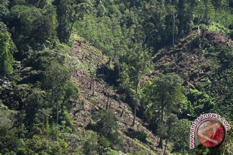 Gambar Perlu Kesadaran Ilustrasi Hutan Gundul Foto Mongabay Id Gambar Indonesia di Rebanas - Rebanas