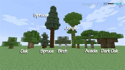 What Are All The Minecraft Tree Types? The Only Guide You Need