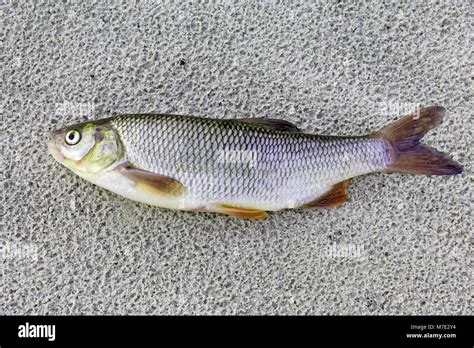 Ide fish hi-res stock photography and images - Alamy