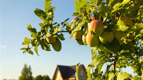 Fruit Tree Planting Season is Here | Central Valley Builders