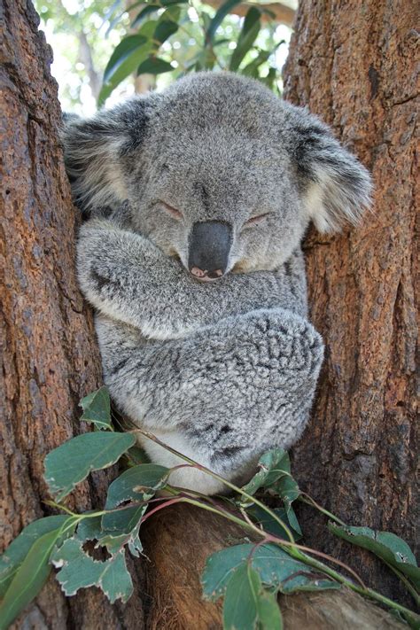 Koala Bear For Phone Wallpapers - Wallpaper Cave