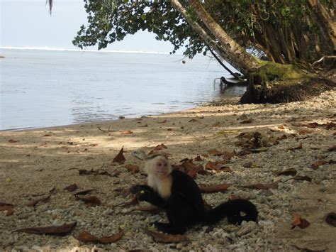 Cahuita National Park | Sights & Attractions - Project Expedition