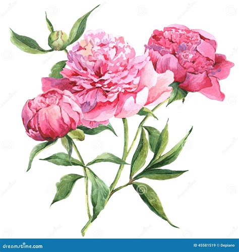 Pink Peonies Botanical Watercolor Illustration Stock Illustration ...