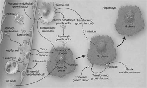 Liver regeneration: Mechanisms and clinical relevance | Abdominal Key