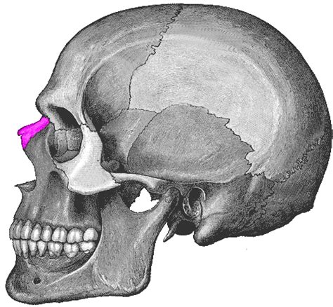 Huesos del macizo facial: hueso nasal - Homo medicus