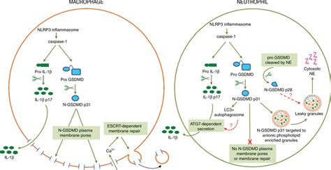 Proposed model for GSDMD signaling in inflammasome activated ...