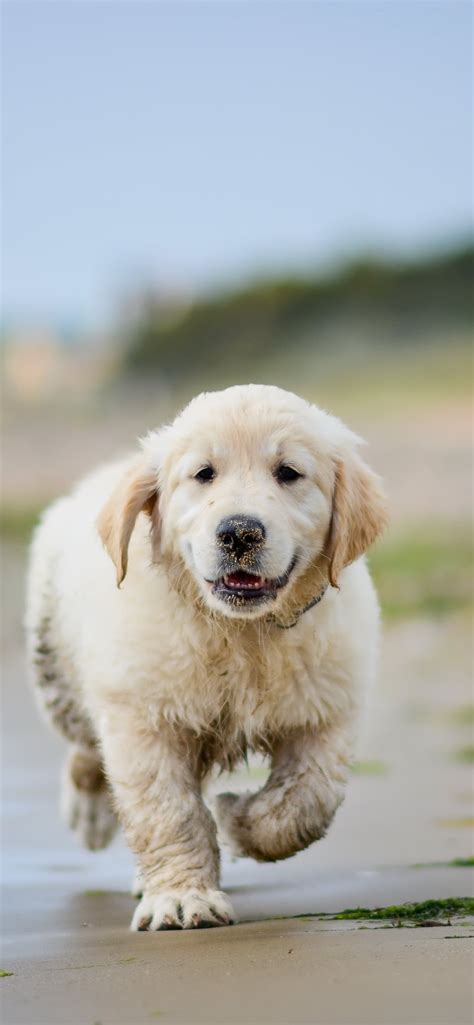 puppies iPhone Wallpapers Free Download