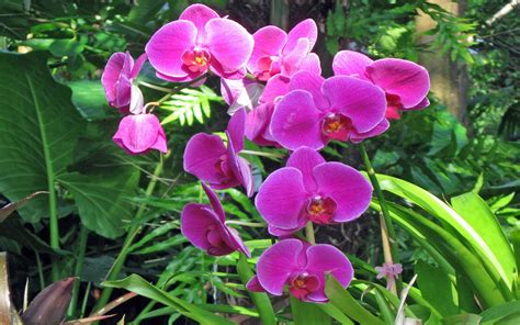 Flowers Pink Orchids Phalaenopsis Tropical Rainforest 1920x1200 : Wallpapers13.com