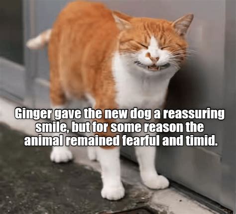 Ginger means well - Lolcats - lol | cat memes | funny cats | funny cat ...